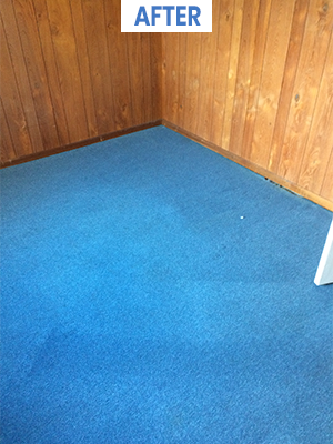 Clean blue carpet after steam cleaning