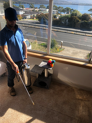 End of Lease Cleaning Hobart - Coastal Carpet Cleaning - Simon applying flea treatment- Carpet protection.